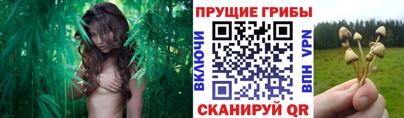 Купить где  Кисловодск  Псилоцибиновые грибы прущие грибы 